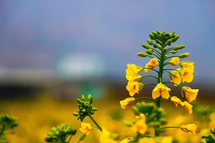 甘肃最早盛开油菜花的地方
