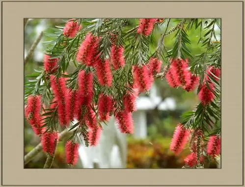 柳叶红千层与蜜蜂