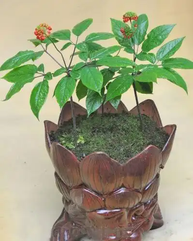怎样养好盆栽人参盆景