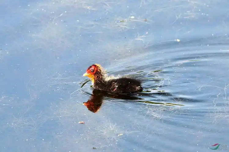 稚嫩-白骨顶雏鸟