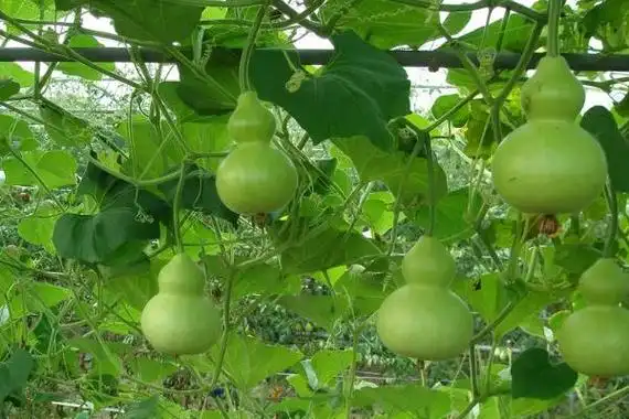 葫芦常见病虫害及其防治葫芦的生长周期是多少天
