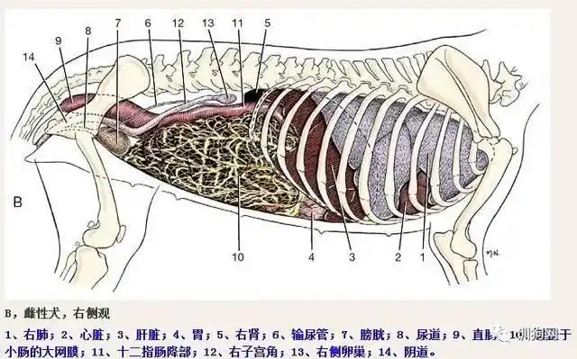 狗狗的生理解剖图,get!