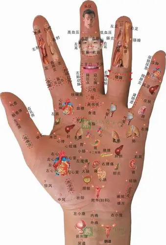 人体手部反射区疗法