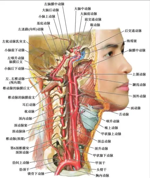 03 脑血管解剖九,枕叶:大脑以顶枕沟至枕前切迹的连线为前界,枕叶为