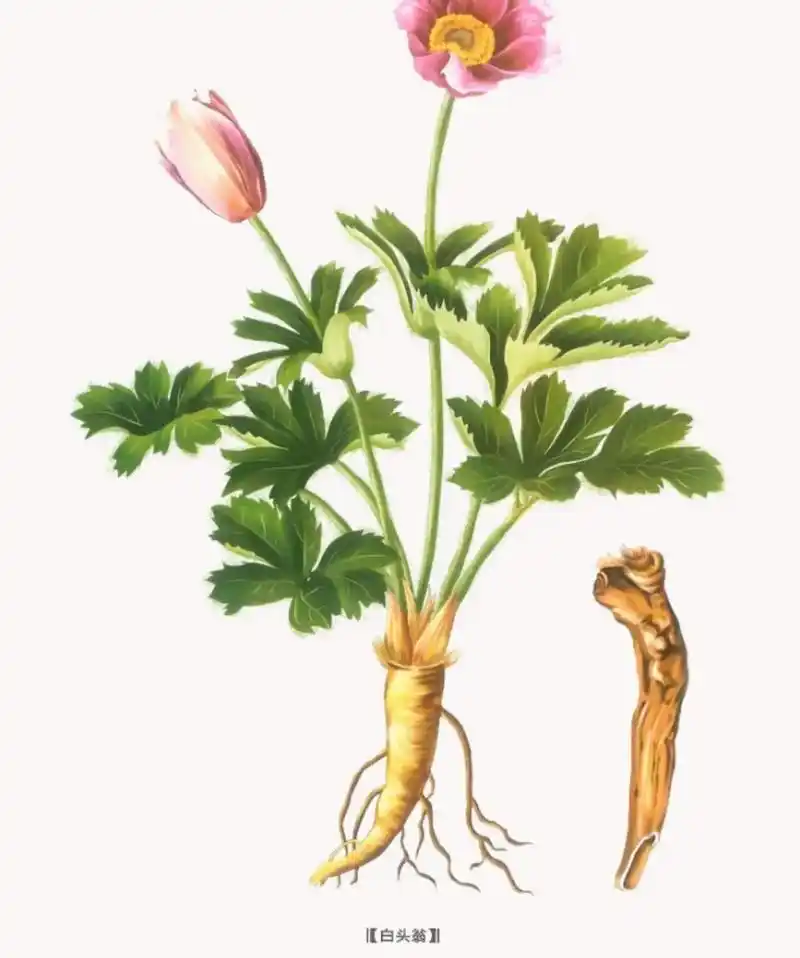 中草药知识 每天一味中药打卡 第34天(白头翁) - 抖音
