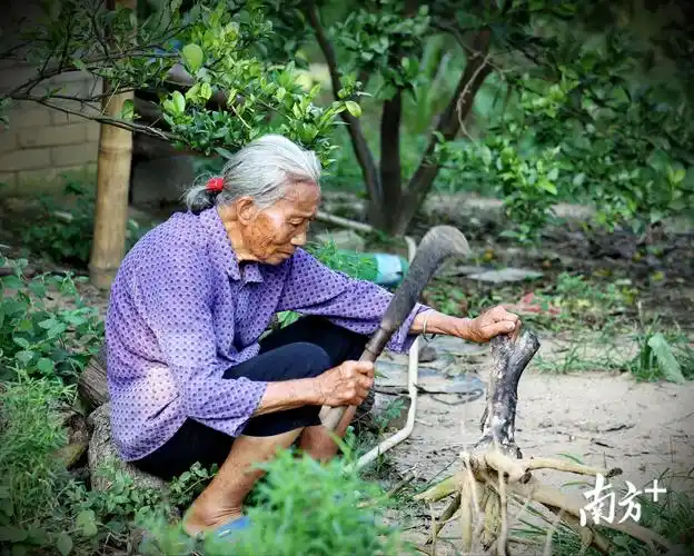 南方拍客看广东一周精选时而酷热时而暴雨你熟悉的那个广东回来了