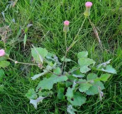 羊蹄草又称紫背草,具有散瘀消肿,清热解毒的作用
