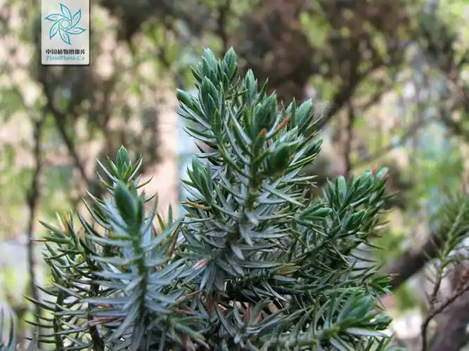 大师们请问一下我有一棵柏树不知到是什品种