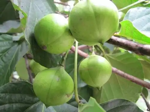 油桐籽就是油桐的果实.