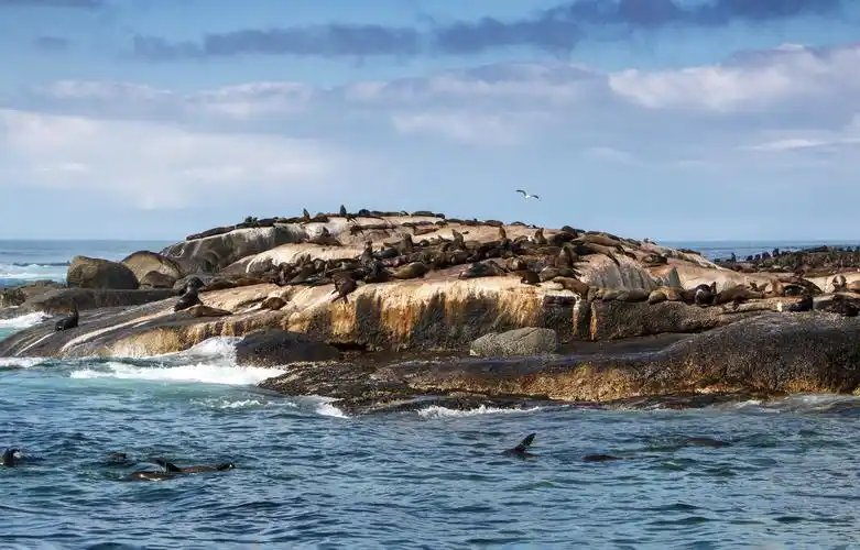 开普敦豪特湾海豹岛,企鹅滩