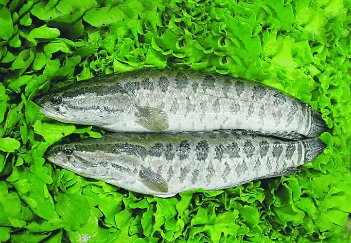 梭边鱼是什么鱼