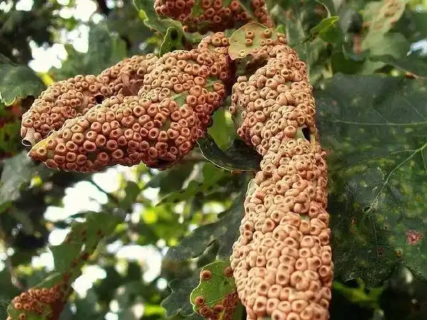 密集恐惧症不是病50张密恐图敢不敢接受挑战