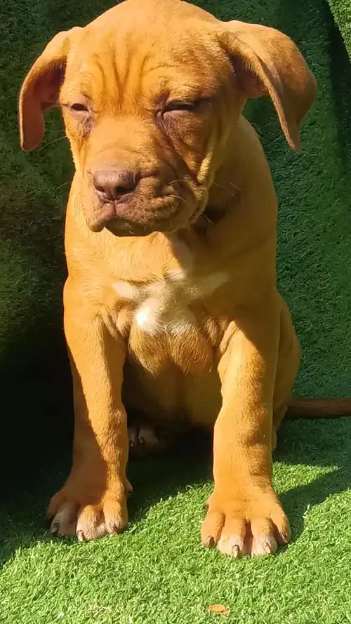 比特犬大体比特