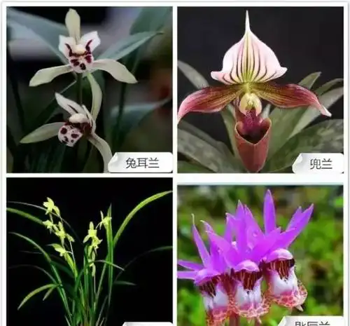 68种兰花看几遍都记不住最贵的这盆咋也忘不掉