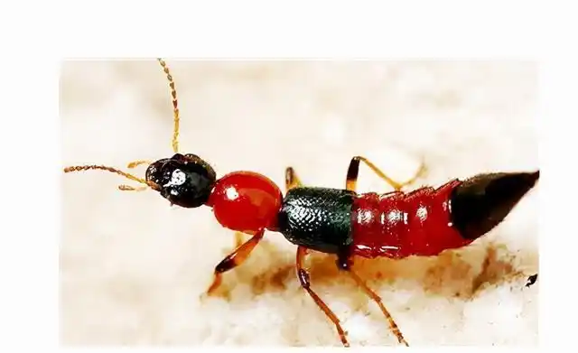 带翅膀的黑蚂蚁是什么