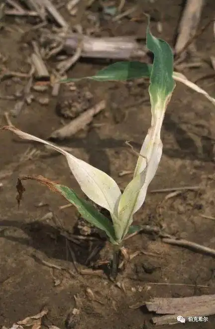 玉米病虫药害田间实拍高清图谱看完收藏