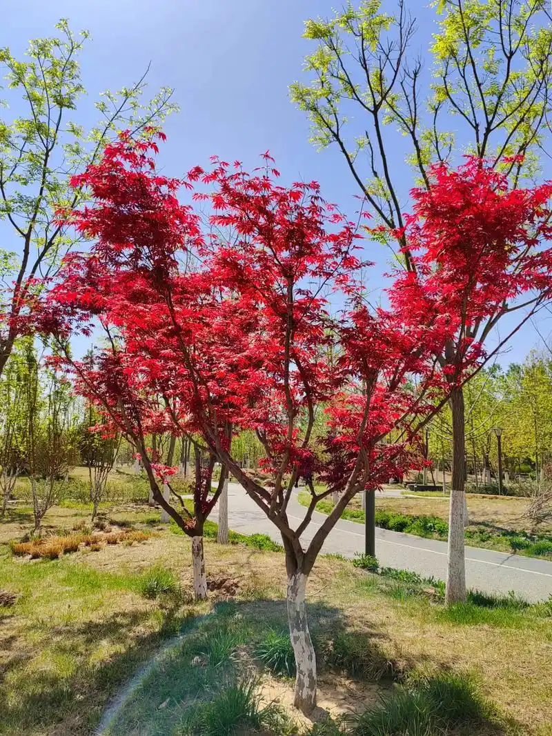 身边植物之红枫:槭树科槭属落叶小乔木.叶掌状,裂片卵状披针形 - 抖音