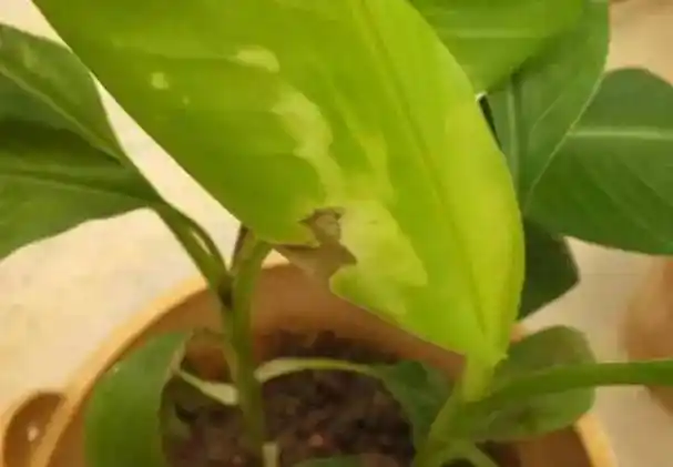 吡唑醚菌酯乳油药害