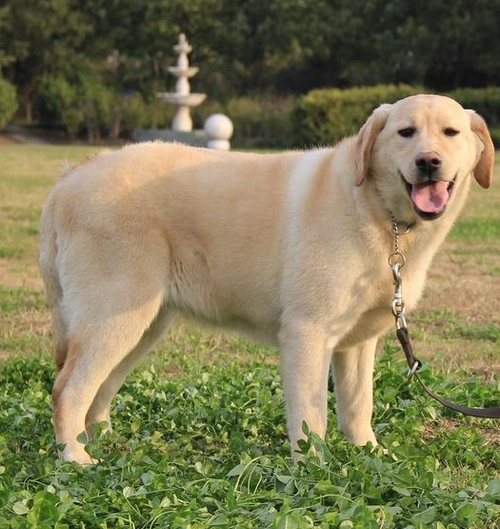 这样子挑选拉布拉多会更好