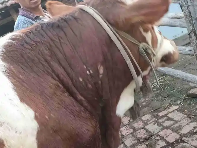 专家我家牛身上的这长得是癣还是猴子如何治疗