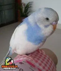 这个浅蓝色的鸟叫什么