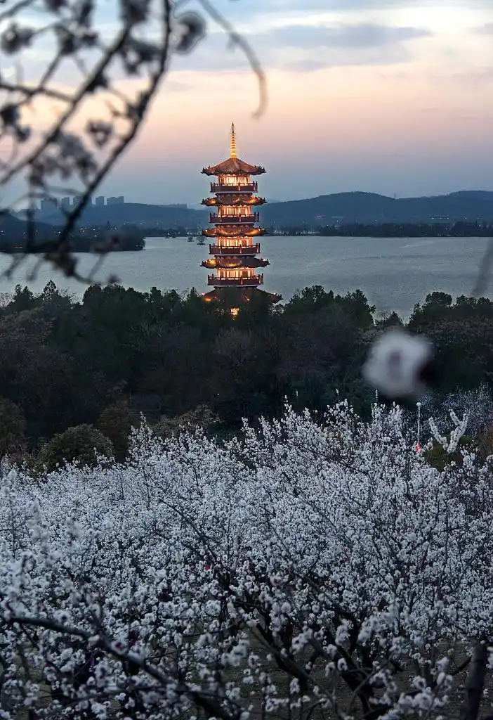 江苏徐州:云龙湖"十里杏花"竞相怒放