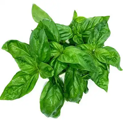罗勒叶500g新鲜蔬菜西餐可食用酱