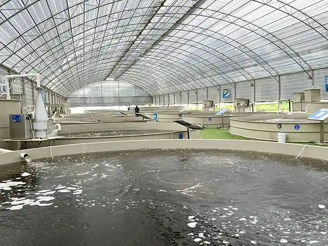 工厂化养鱼,溶氧量提高,养鱼效果更佳_养殖_可以实现_方式