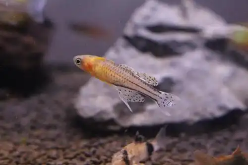 班奇盾 珍珠燕子阿鲁燕子鱼热带观赏鱼缸草缸上层灯鱼群游小型鱼活体