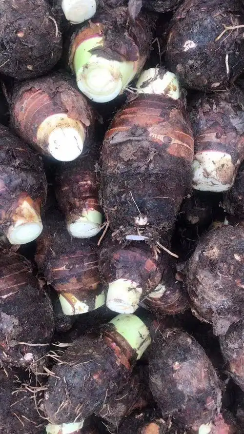 香芋 大量供应香粉槟榔芋头,福建槟榔芋头,湛江芋头,江西槟榔芋头