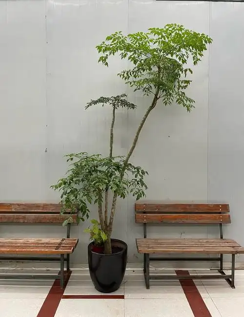 幌伞枫原生老桩大幸福树大型盆栽室内客厅绿植办公室植物庭院盆景