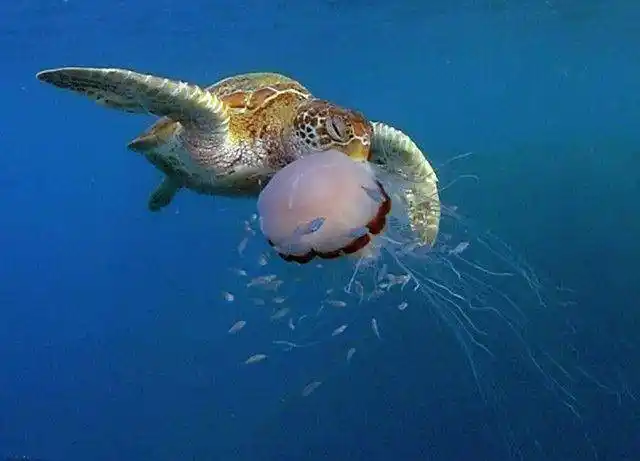 海龟活吞狮鬃水母画面罕见,一脸幸福,口感不错