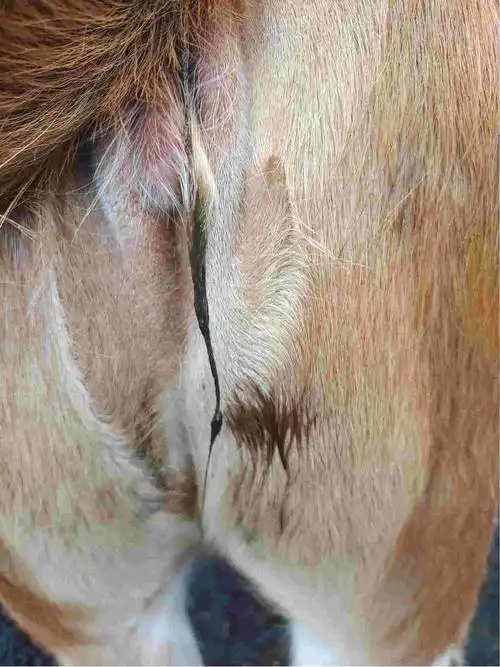 快八个月小母牛水门总排东西是怎么回事-专家问答 - 惠农网