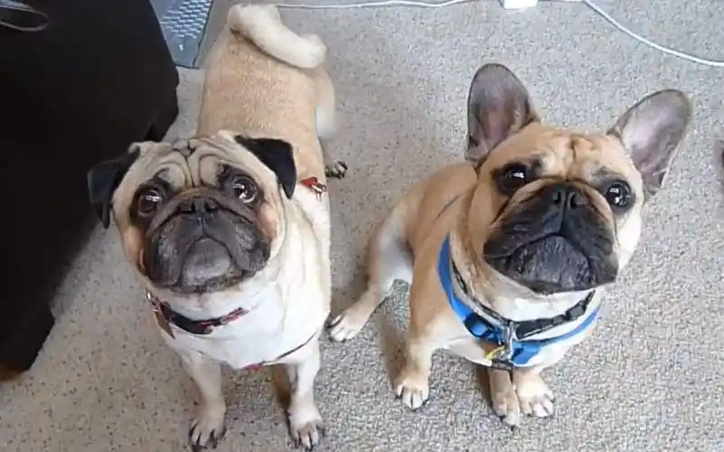 法斗犬价格巴哥犬vs法国斗牛犬