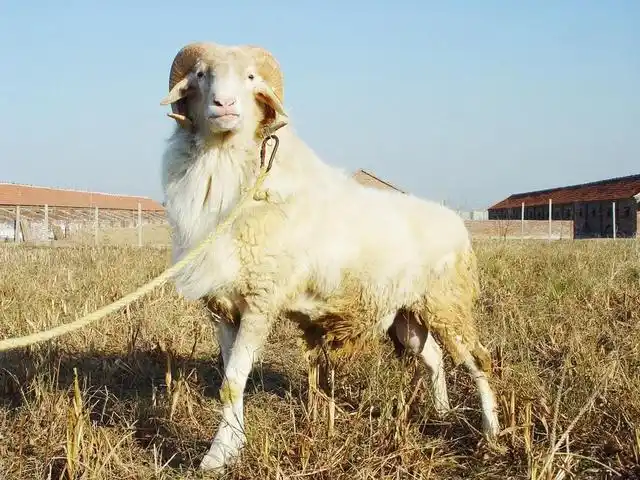 选择和精心培育而成的多胎肉裘兼用型品种,被誉为"世界超级绵羊品种"