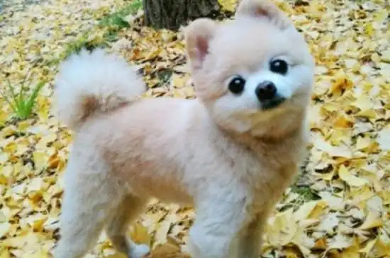 俊介是什么品种的狗