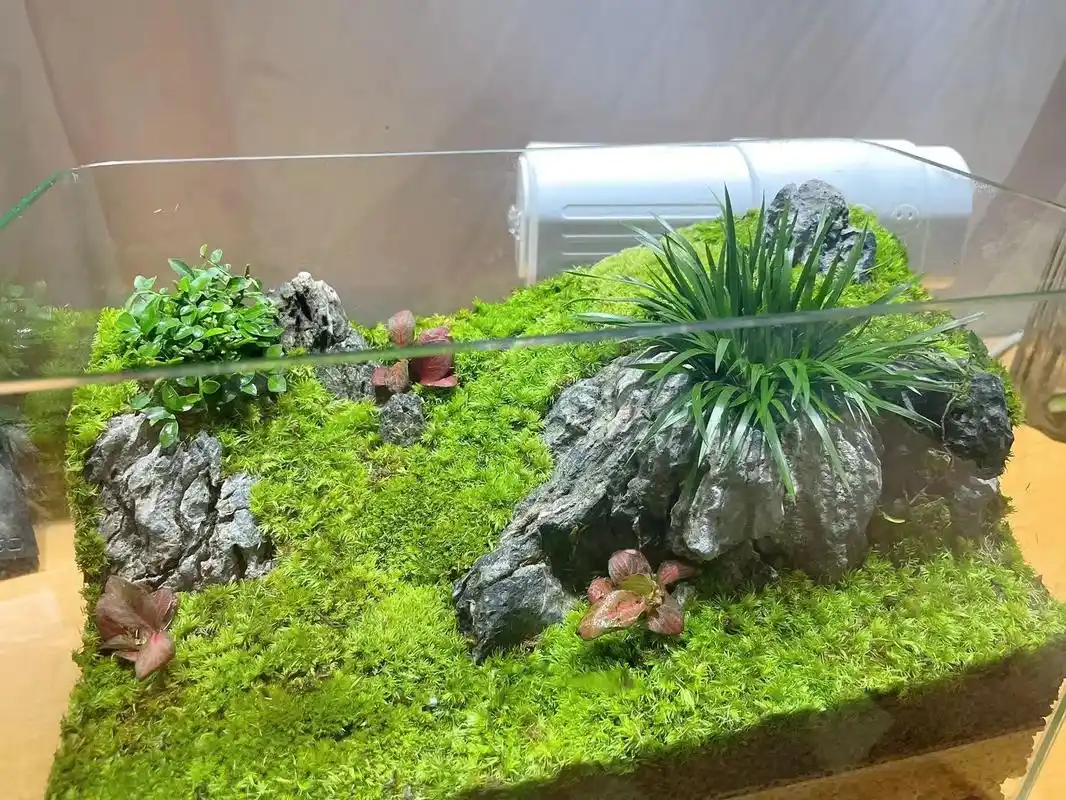 生态景观 #鱼缸里的大自然 #纯手工打造 - 抖音