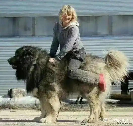 很多朋友想知道巨型高加索图片有多大和高加索犬图片价格,列兵护卫