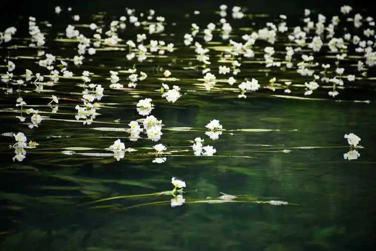 水中花～～海菜花