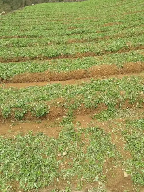 贵州产地太子参近日走货缓慢