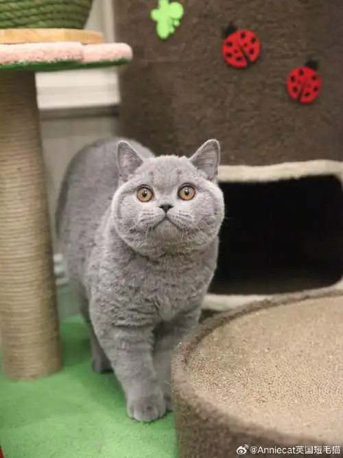 英短蓝猫##英短猫舍##cfa英国短毛猫##赛级英短猫舍##成都英短##赛级