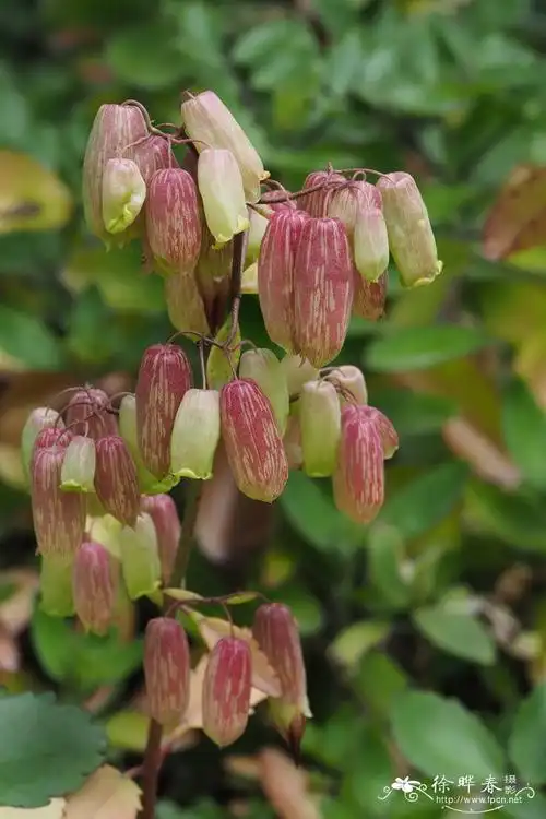 落地生根bryophyllumpinnatum