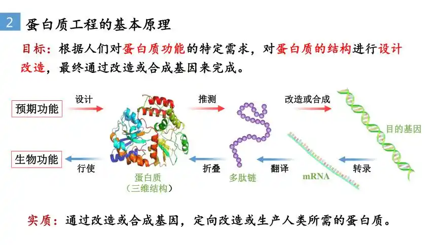 高中生物学人教版2019选择性必修三34蛋白质工程的原理和应用教学课件