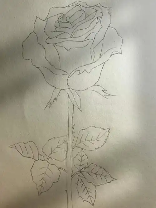 简笔画166566公主的玫瑰是月季