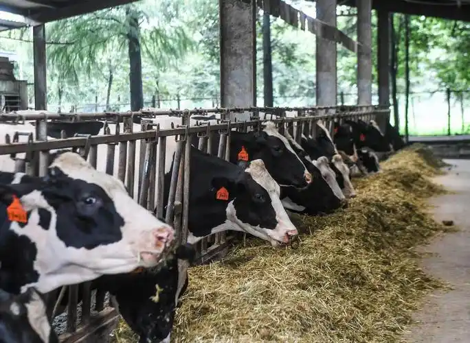 徐昱 摄这是浙江省嘉兴市秀洲区王店镇东兴奶牛场内养殖的6个月大的小