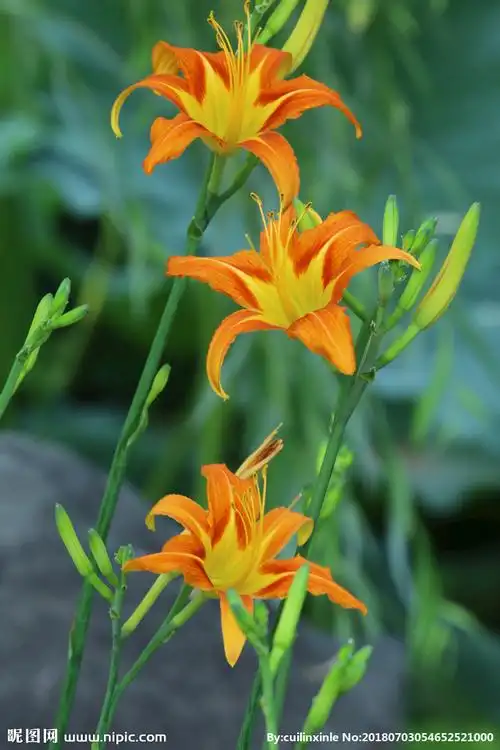 683_1024竖版 竖屏