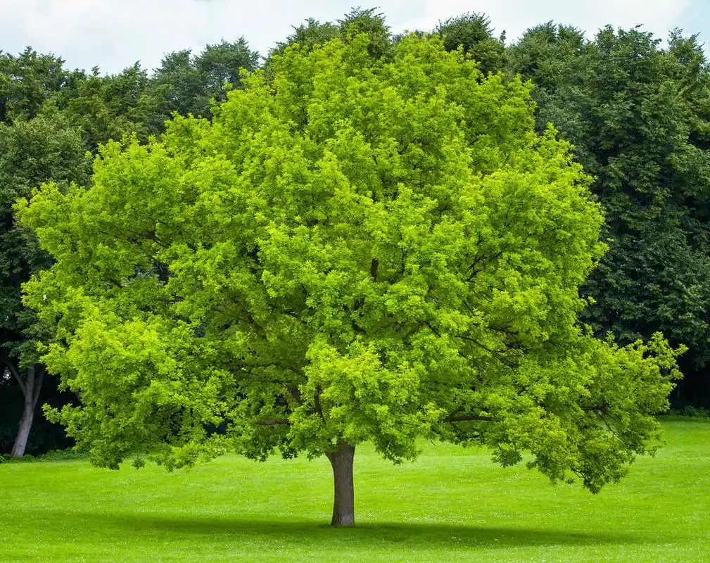 绿草草坪上的一棵树