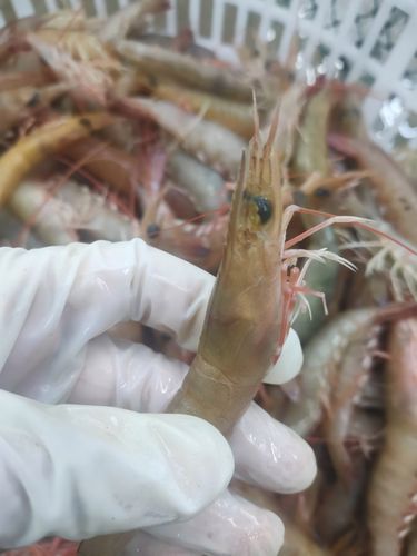 沙卢活冻野生海鲜鲜活速冻水产广东混搭3斤活虾