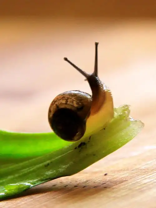 买菜遇蜗牛后(原创) - 美篇