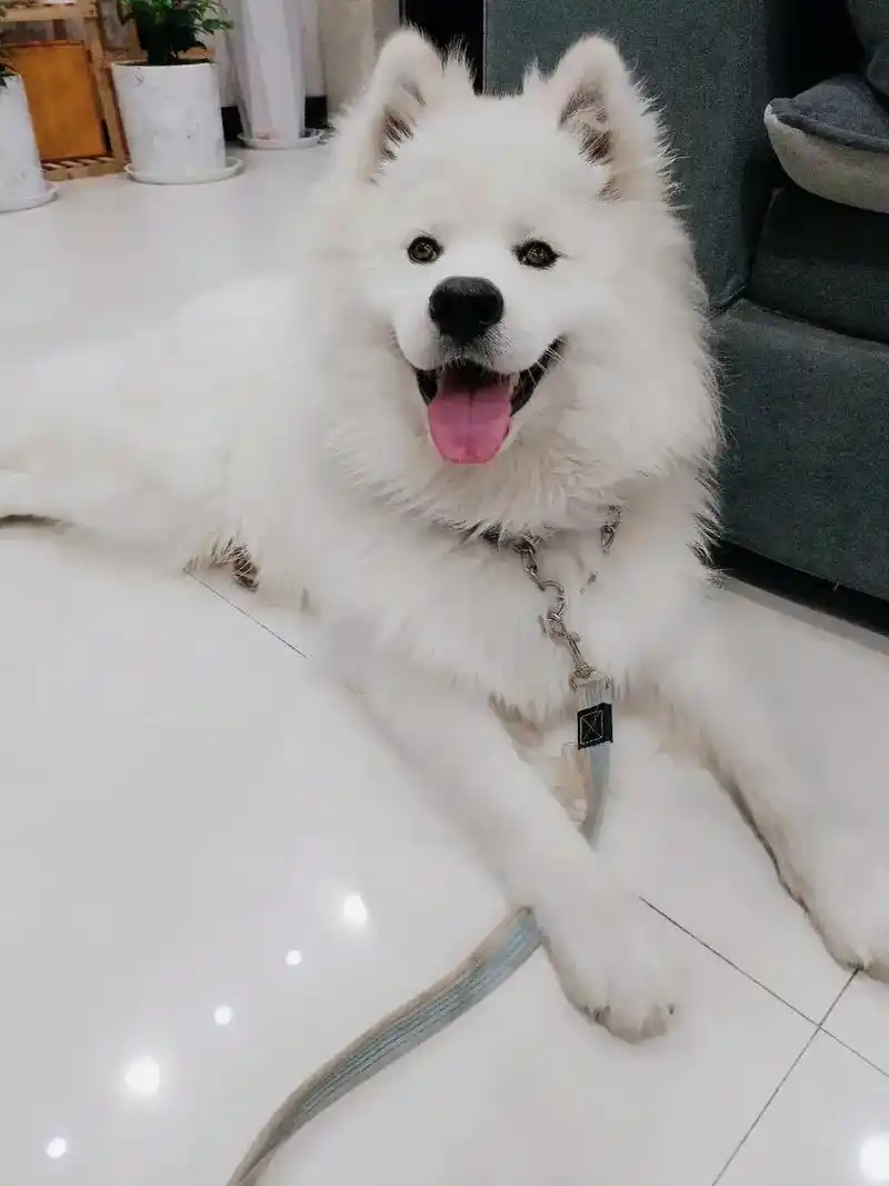 萨摩耶神经炎一个月了,总算好了.